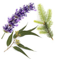 AromaMist Essential Oils 3-Pack - Eucalyptus, Lavender & Spruce, 4oz Bottles - view 2