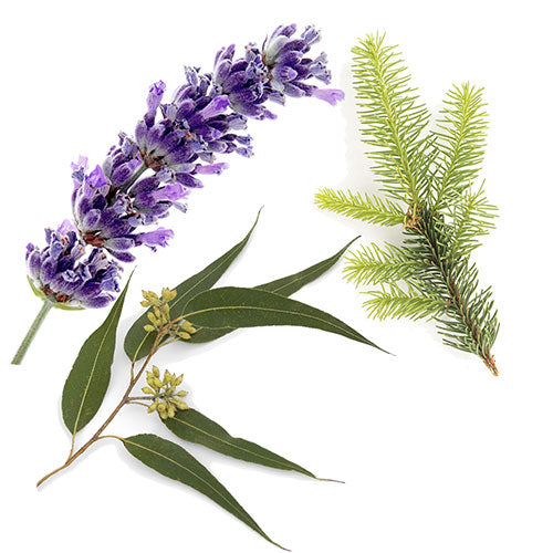 AromaMist Essential Oils 3-Pack - Eucalyptus, Lavender & Spruce, 4oz Bottles - view 2