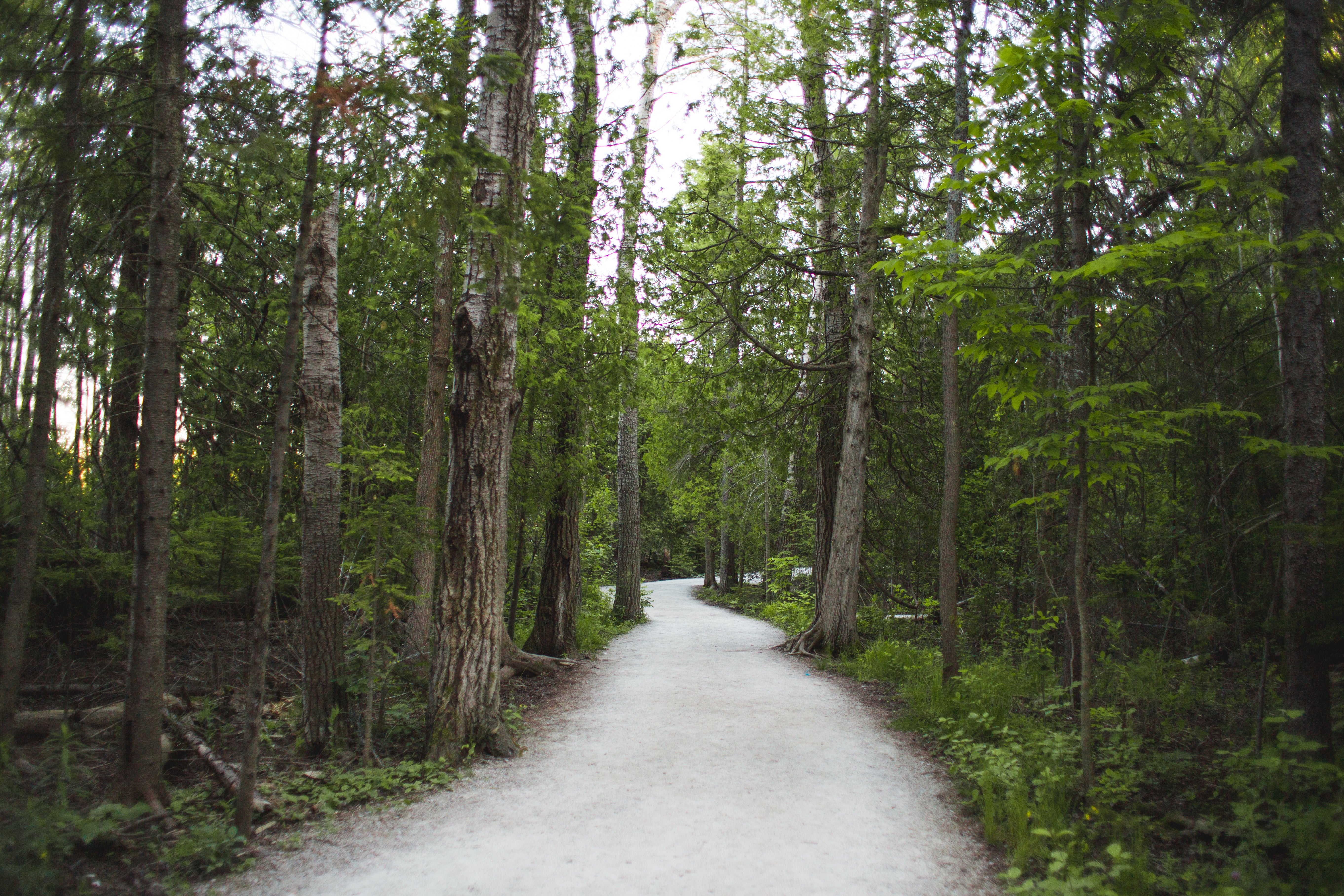 burst-forest-path